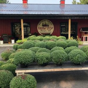 The red barn of Bethel Lane Farm Stop with a table of potted mums out front