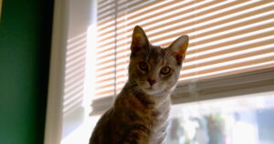 Btown Meow Cat Cafe in Bloomington, Indiana