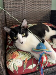 Btown Meow Cat Cafe in Bloomington, Indiana