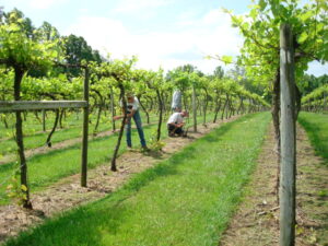 Butler Winery & Vineyard in Bloomington, Indiana