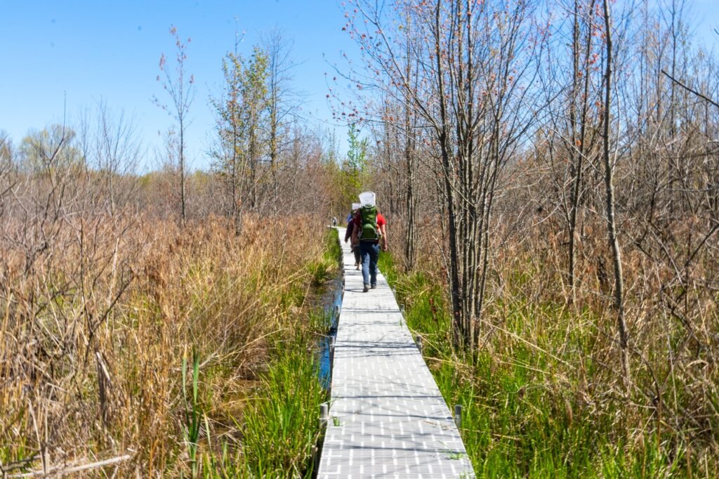 Hikers walk along a raised grated boardwalk through a marshy wetland with tall grasses and sparse trees under a blue sky.