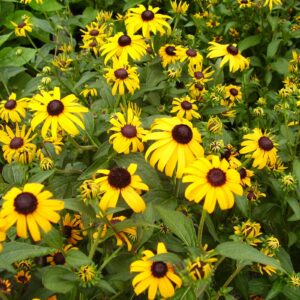 Black-eyed Susans in bloom