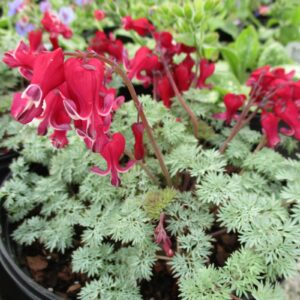 A bleeding heart plant with red heart-shaped flowers