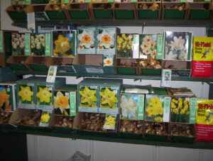 Boxes of flower bulbs on display shelves at Mays Greenhouse