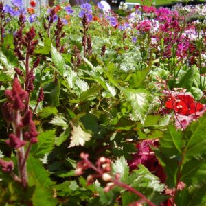 A bed of colorful perennials in bloom