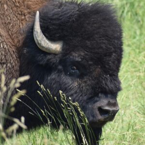 Red Frazier Bison Ranch