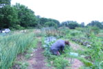 Sobremesa Farm in Bloomington, Indiana