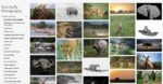 Wildlife photography gallery featuring African animals and landscapes from Kenya, displayed on the Tom Duffy Photography website