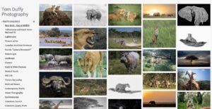 Screenshot of the Tom Duffy Photography website showing a Kenya wildlife photo gallery with lions, elephants, rhinos, zebras, cheetahs, giraffes and other African wildlife